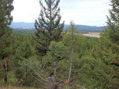 GDMBR: Another peek through the pines toward the Blackfoot River Valley.